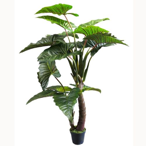 Caladium Gigantium green 220cm | Eventbuddies