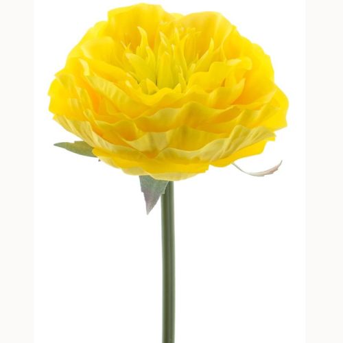 Ranunculus pick Hawaii yellow 25cm | Eventbuddies